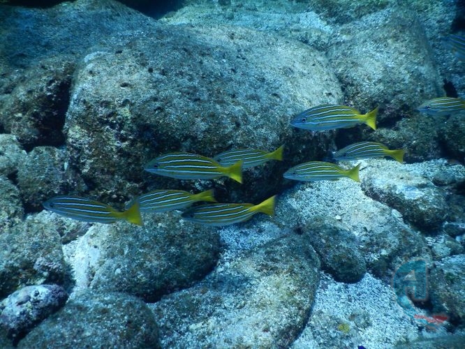 pez ballesta mar del golfo buceo